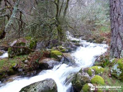 Tejos Milenarios de Valhondillo -Tejos de Rascafría; excursiones comunidad de madrid;empresas de se